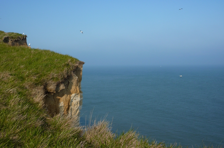 Falaise et goelands